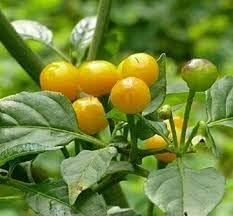 Nipple Pepper Capsicum annuum seeds for garden planting